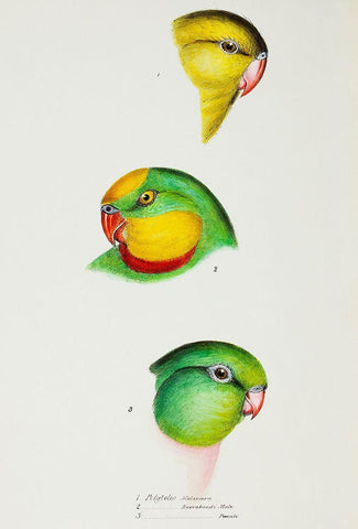 Regent Parrot and Superb parrot White Modern Wood Framed Art Print with Double Matting by Gould, John