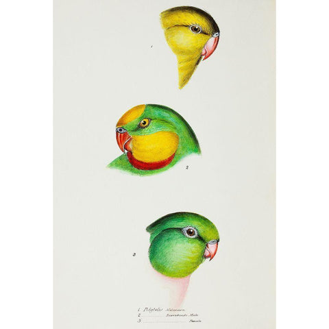 Regent Parrot and Superb parrot White Modern Wood Framed Art Print by Gould, John