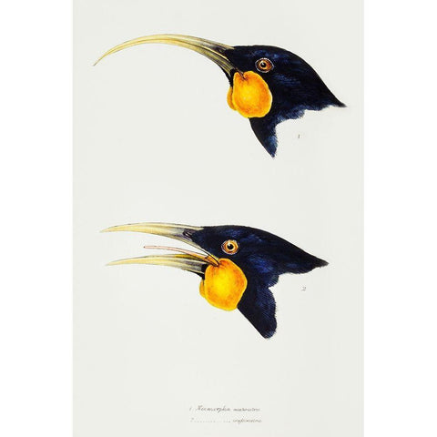 Huia-female and Huia-male White Modern Wood Framed Art Print by Gould, John