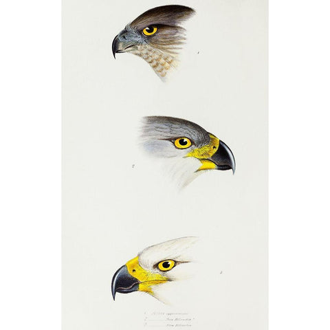 Australlan Goshawk and Grey Goshawk Black Modern Wood Framed Art Print with Double Matting by Gould, John