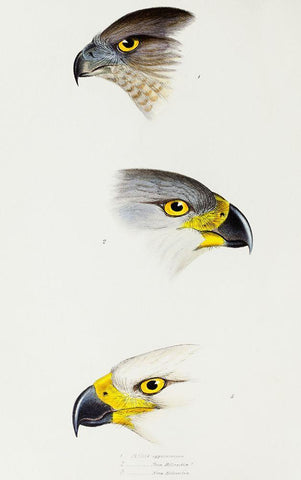 Australlan Goshawk and Grey Goshawk Black Ornate Wood Framed Art Print with Double Matting by Gould, John