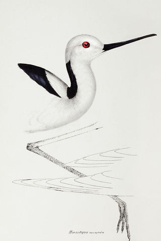 White-headed stilt-Himantopus leucocephalus Black Ornate Wood Framed Art Print with Double Matting by Gould, John