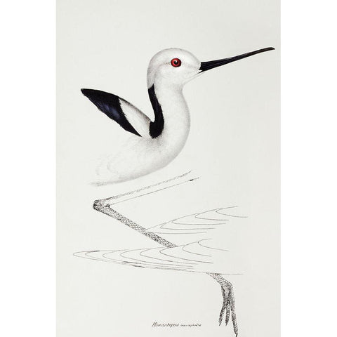 White-headed stilt-Himantopus leucocephalus White Modern Wood Framed Art Print by Gould, John