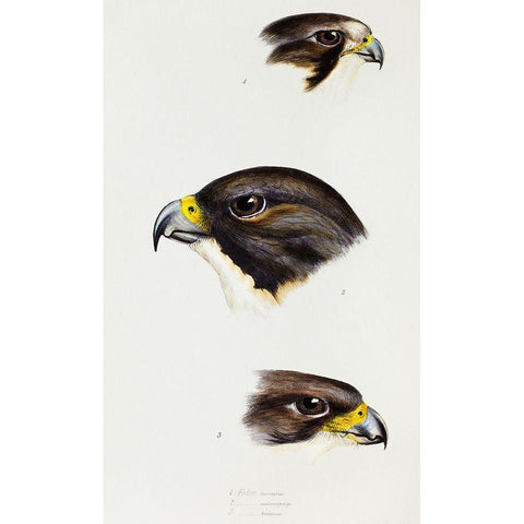 White fronted falcon-Black-cheeked falcon and New Zealand Falcon Gold Ornate Wood Framed Art Print with Double Matting by Gould, John