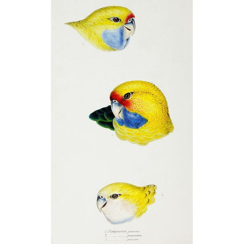 Yellow Rosella-Yellow-bellied Parrakeet and Pale-headed Rosella White Modern Wood Framed Art Print by Gould, John