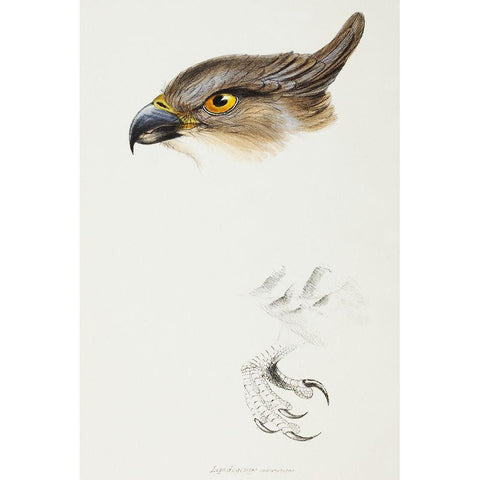 The Pacific Baza-Lepidogenys subcristatus Gold Ornate Wood Framed Art Print with Double Matting by Gould, John