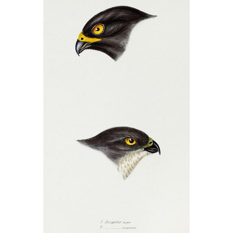 Black sparrow hawk and Collared sparrow Hawk Black Modern Wood Framed Art Print with Double Matting by Gould, John