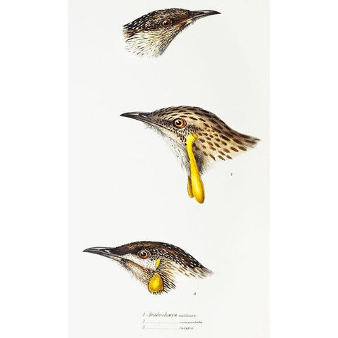 Wattle bird-Red wattlebird and Western wattlebird Gold Ornate Wood Framed Art Print with Double Matting by Gould, John