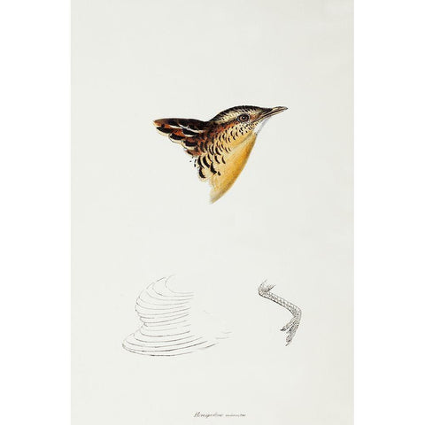 Black-backed Buttonquail-Hemipodius Melanotus Gold Ornate Wood Framed Art Print with Double Matting by Gould, John