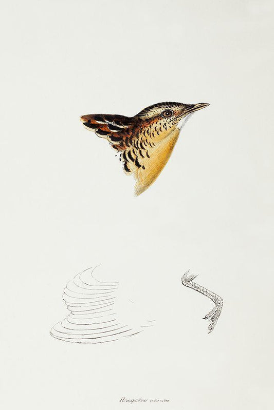 Image Only