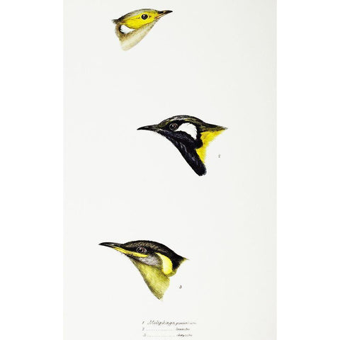 White-plumed Honeyeater-White-eared Honeyeater and Yellow-eared Honeyeater Black Modern Wood Framed Art Print with Double Matting by Gould, John