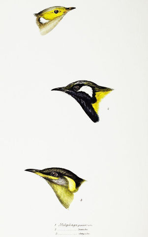 White-plumed Honeyeater-White-eared Honeyeater and Yellow-eared Honeyeater Black Ornate Wood Framed Art Print with Double Matting by Gould, John