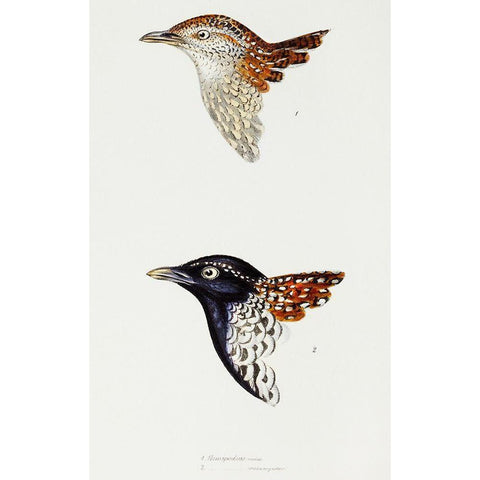 Buttonquail and Black-breasted buttonquail Black Modern Wood Framed Art Print with Double Matting by Gould, John