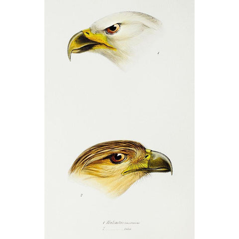 White-breasted sea-eagle and Little eagle Black Modern Wood Framed Art Print with Double Matting by Gould, John