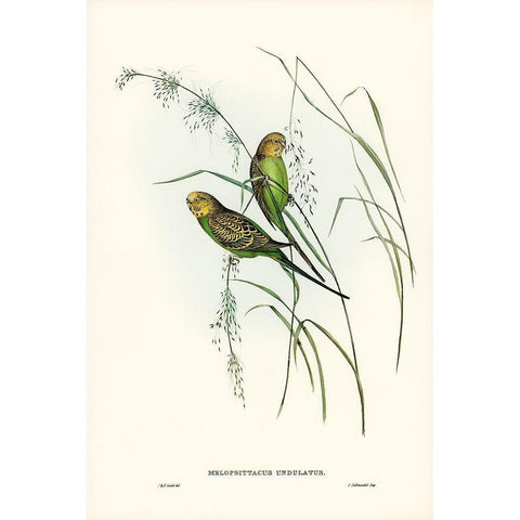 Warbling Grass-Parakeet-Melopsittacus undulatus Black Modern Wood Framed Art Print with Double Matting by Gould, John