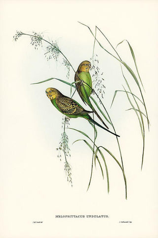 Warbling Grass-Parakeet-Melopsittacus undulatus Black Ornate Wood Framed Art Print with Double Matting by Gould, John