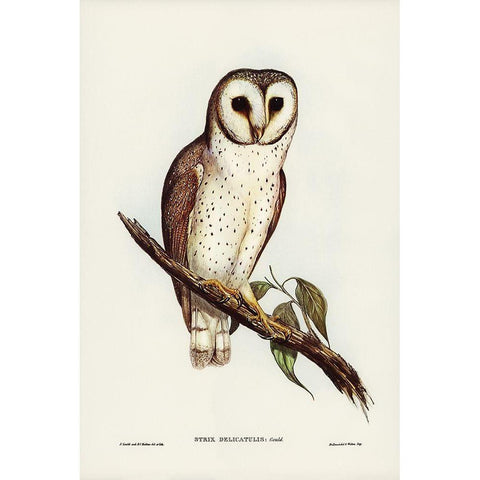 Delicate Owl-Strix delicatulus Gold Ornate Wood Framed Art Print with Double Matting by Gould, John