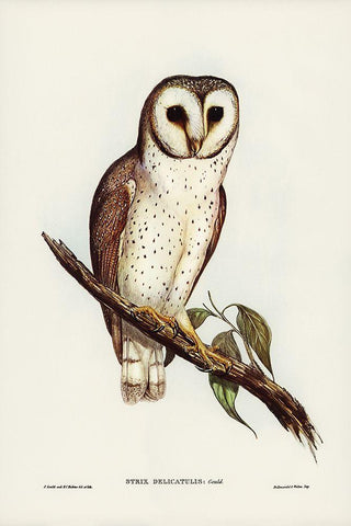 Delicate Owl-Strix delicatulus White Modern Wood Framed Art Print with Double Matting by Gould, John