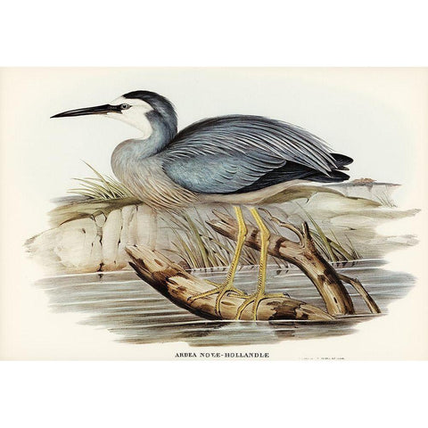 White-fronted Heron-Ardea Novae-Hollandiae Gold Ornate Wood Framed Art Print with Double Matting by Gould, John