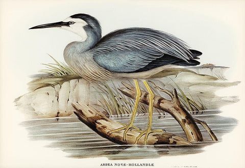 White-fronted Heron-Ardea Novae-Hollandiae Black Ornate Wood Framed Art Print with Double Matting by Gould, John