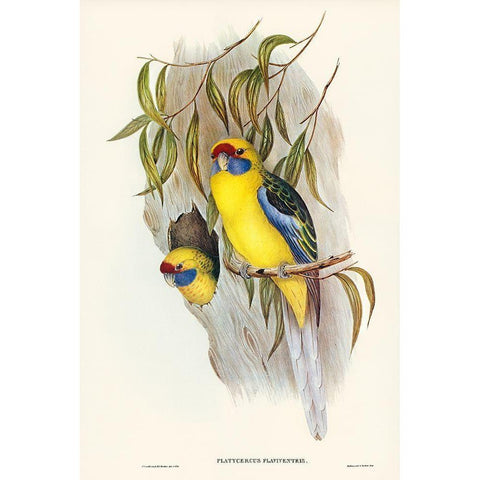 Yellow-bellied Parakeet-Platycercus flaviventris Gold Ornate Wood Framed Art Print with Double Matting by Gould, John