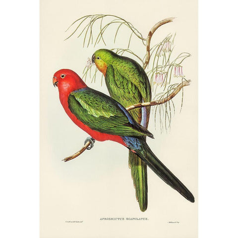 King Lory-Aprosmictus scapulatus Black Modern Wood Framed Art Print with Double Matting by Gould, John