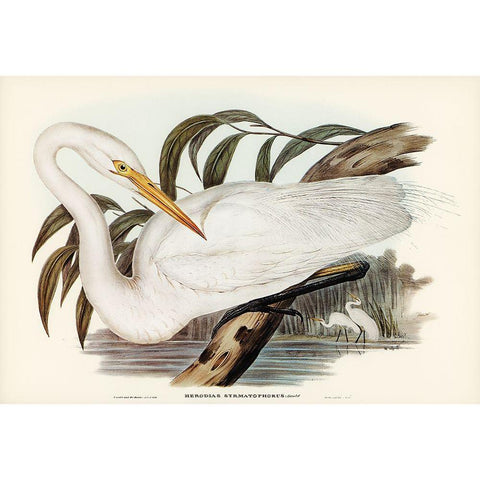 Australian Egret-Hrodias syrmatophorus Black Modern Wood Framed Art Print with Double Matting by Gould, John