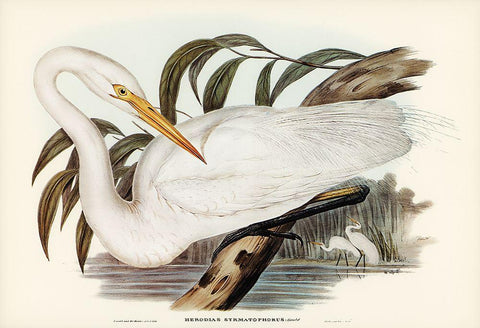 Australian Egret-Hrodias syrmatophorus Black Ornate Wood Framed Art Print with Double Matting by Gould, John