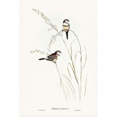 Bichenoâ€™s Finch-Estrelda Bichenovii Gold Ornate Wood Framed Art Print with Double Matting by Gould, John