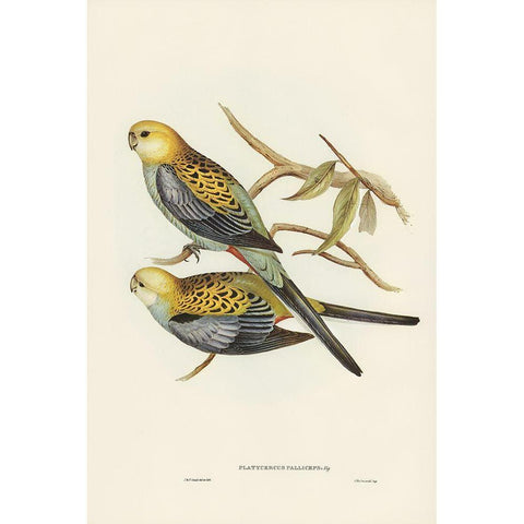 Pale-headed Parakeet-Platycercus palliceps Gold Ornate Wood Framed Art Print with Double Matting by Gould, John