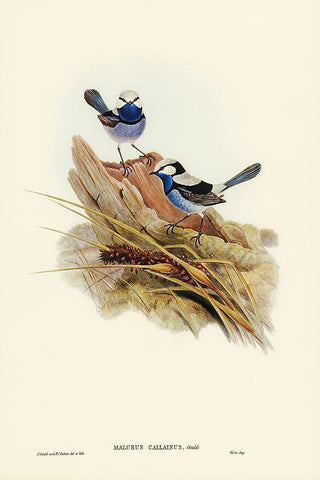 Turquoisine Superb Warbler-Malurus callainus White Modern Wood Framed Art Print with Double Matting by Gould, John