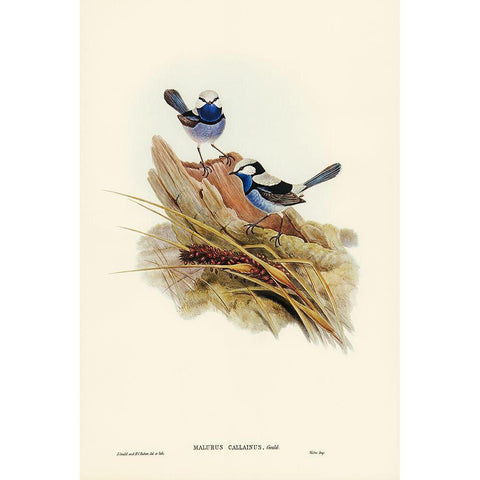 Turquoisine Superb Warbler-Malurus callainus White Modern Wood Framed Art Print by Gould, John