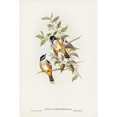 Buff-sided Robin-Petroica cerviniventris White Modern Wood Framed Art Print by Gould, John