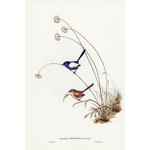 White-winged Wren-Malurus leucopterus Gold Ornate Wood Framed Art Print with Double Matting by Gould, John