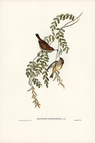 Tasmanian Acanthiza-Acanthiza Diemenensis White Modern Wood Framed Art Print with Double Matting by Gould, John