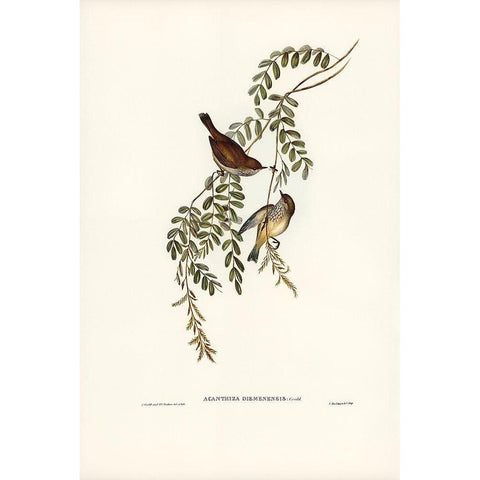 Tasmanian Acanthiza-Acanthiza Diemenensis Black Modern Wood Framed Art Print with Double Matting by Gould, John