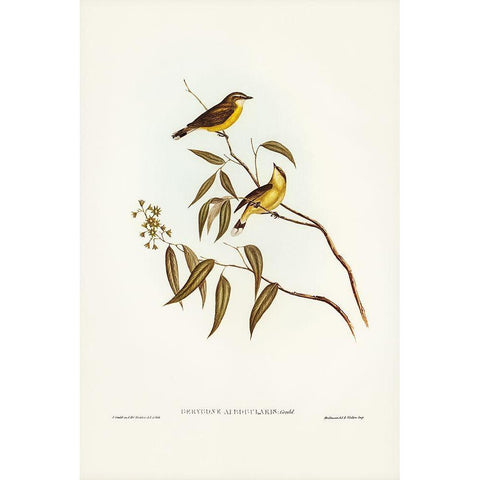 White-throated Gerygone-Gerygone albogularis White Modern Wood Framed Art Print by Gould, John