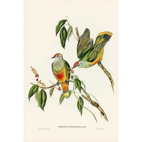 Swainsons Fruit Pigeon-Ptilinopus Swainsonii Gold Ornate Wood Framed Art Print with Double Matting by Gould, John