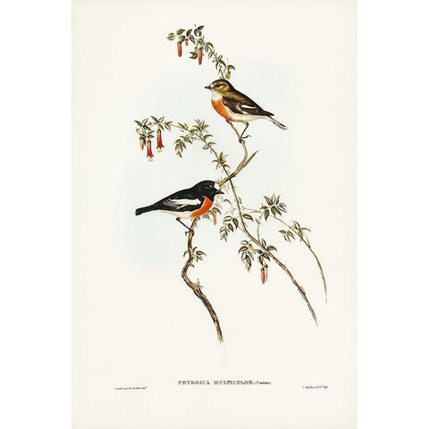 Scarlet-breasted Robin-Petroica multicolor Gold Ornate Wood Framed Art Print with Double Matting by Gould, John