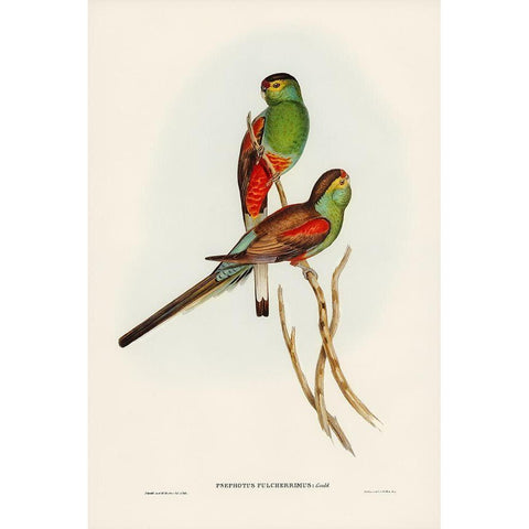 Beautiful Parakeet-Psephotus pulcherrimus Black Modern Wood Framed Art Print with Double Matting by Gould, John