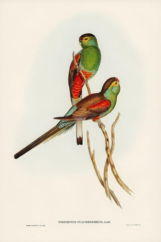 Beautiful Parakeet-Psephotus pulcherrimus White Modern Wood Framed Art Print with Double Matting by Gould, John