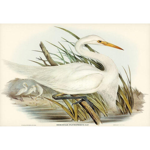 Plumed Egret-Herodias plumiferus White Modern Wood Framed Art Print by Gould, John