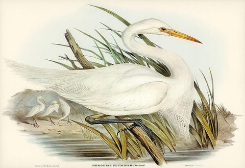 Plumed Egret-Herodias plumiferus White Modern Wood Framed Art Print with Double Matting by Gould, John