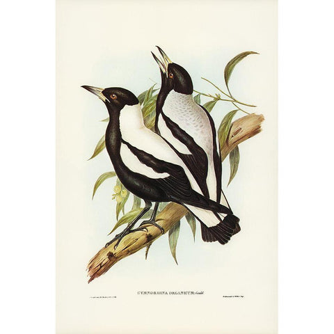 Tasmanian Crow-Shrike-Gymnorhina organicum Black Modern Wood Framed Art Print with Double Matting by Gould, John