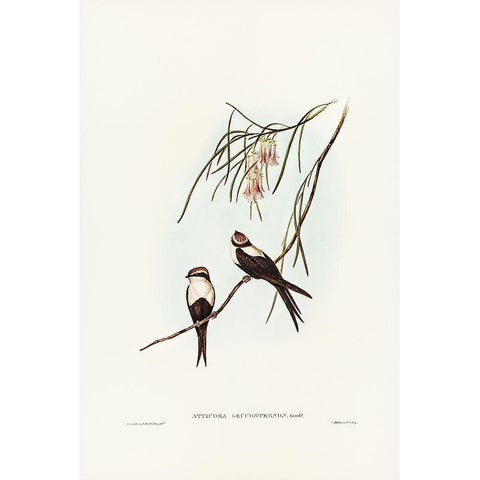 White-breasted Swallow-Atticora leucosternon White Modern Wood Framed Art Print by Gould, John