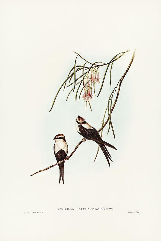 Image Only