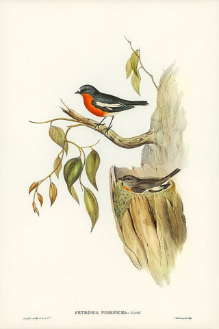 Flame-breasted Robin-Petroica phoenicea Black Ornate Wood Framed Art Print with Double Matting by Gould, John