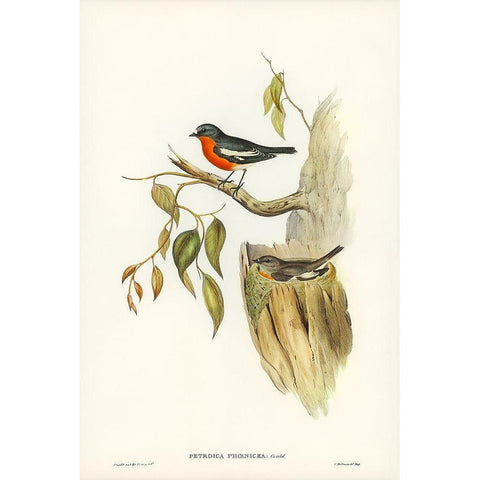 Flame-breasted Robin-Petroica phoenicea Black Modern Wood Framed Art Print with Double Matting by Gould, John