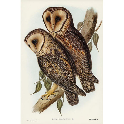 Masked Barn Owl-Strix Personata Gold Ornate Wood Framed Art Print with Double Matting by Gould, John