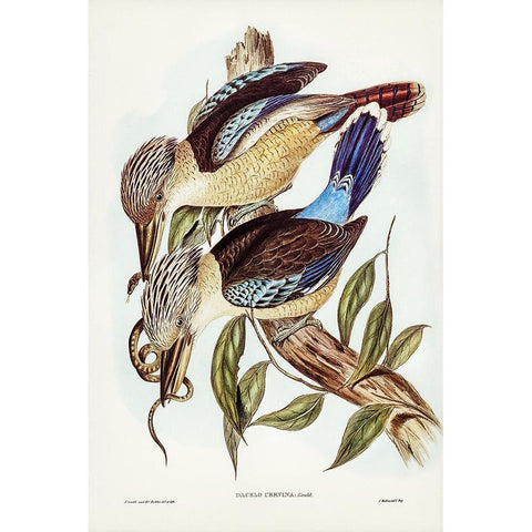 Fawn-breasted Kingfisher-Dacelo corvina White Modern Wood Framed Art Print by Gould, John